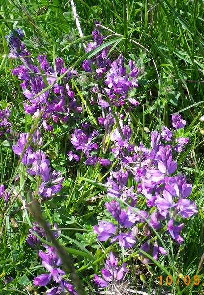 fiore viola - Polygala sp.